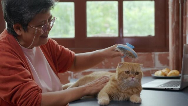 Old fur removal, An elderly woman is seen combing her Scottish Fold cat at home. The affection between owner and pet is beautifully portrayed in this image.