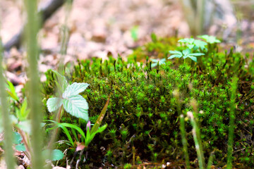 photography of nature and relaxation in the forest