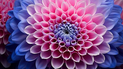 Floral Symphony: Intricate Patterns of a Purple and Pink Dahlia Flower in Full Bloom