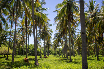 Cows grazing in a lush coconut grove on a sunny day