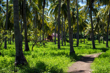 A tranquil pathway leading through a lush coconut grove to a secluded house.