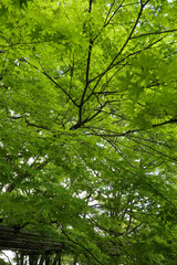 新緑が美しい常寂光寺の境内