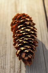  Big fir cone, macrophotography. High quality photo