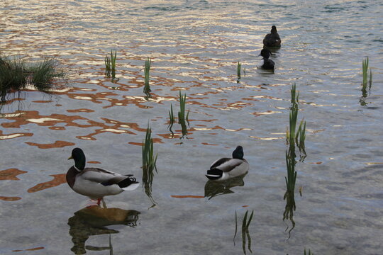 Three mallard ducks in a pond with algae