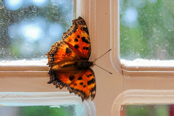Butterfly on the window close-up, orange with brown spots. High quality photo