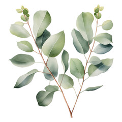 Green Eucalyptus. Watercolor Eucalyptus. PNG Eucalyptus. Tropical spring floral. green leaves isolated on transparent png background, bouquets greeting or wedding card decoration, with Generative Ai