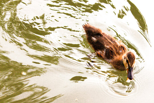 Duck swimming in the pond, top view. The duck is not very large, the water is not very blue. High quality photo