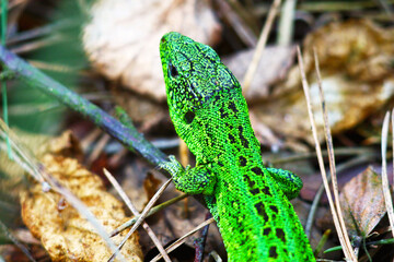 photo of a walk in the forest and relaxation