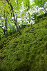 常寂光寺の新緑の美しい境内の風景