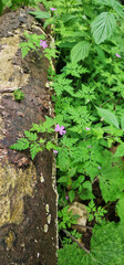 Small purple flowers on the wood