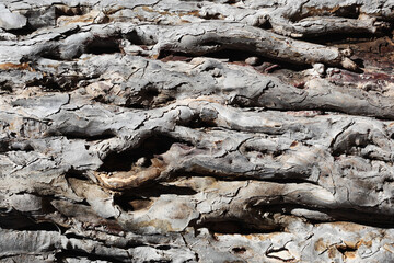 Tree trunk texture. Wooden pattern. Closeup tree bark background. Rugged wood. Dry bark.