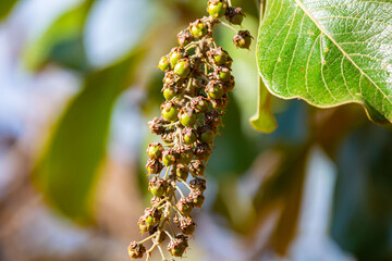 Rare fruit from the Brazilian cerrado biome, botanical identification not located