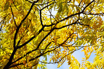 autumn leaves against sky