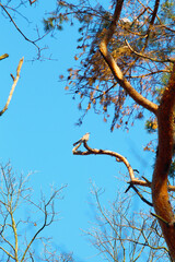 tree branches against the sky