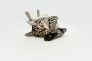 Portrait playful  tabby cat lying down looking at camera. Isolated on white background