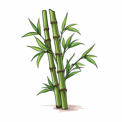 Bamboo flat vector illustration. Bamboo cartoon hand drawing isolated vector illustration.