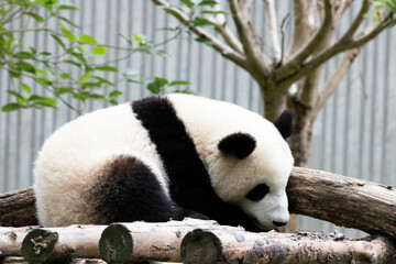 Close up Fluffy little panda