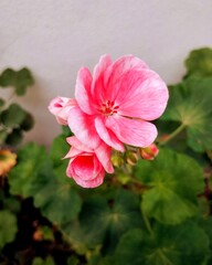 Obraz premium Murciana rosa