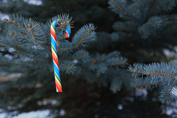 A bright lollipop is hanging on a blue fir tree. A Christmas card. Soft focus.