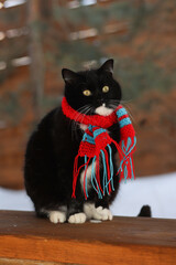 A black cat in a red scarf is sitting on a wooden bench outside. Soft focus.