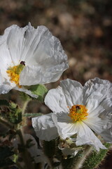 Flatbud Prickly Poppy, Argemone Munita, a native perennial monoclinous herb displaying terminal exiguous cyme inflorescences during late Summer in the Eastern Sierra Nevada.