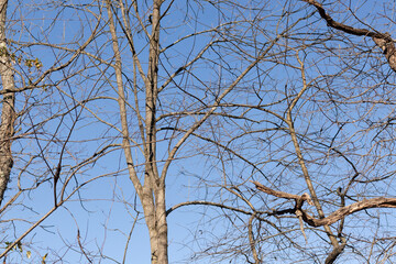 The look of these pretty brown limbs stretching into the sky is quite stunning. The branches with no leaves due to the winter season look like skeletal remains.