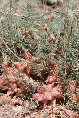 Big Bear Milkvetch, Astragalus Lentiginosus Variety Sierrae, a native perennial monoclinous herb displaying beaked ovate leguminous pod fruit during springtime in the San Bernardino Mountains.