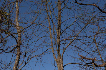 The look of these pretty brown limbs stretching into the sky is quite stunning. The branches with no leaves due to the winter season look like skeletal remains.
