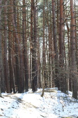 Naklejka premium forest in winter