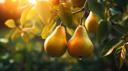 Branch of ripe organic cultivar of pears close-up in the summer garden.Generative AI