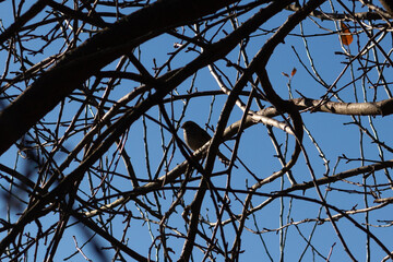 This cute little bird sat perched in the branches of this tree. Cautiously looking out for safety. The bare limbs helping to camouflage his body and keep him safe from predators.