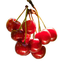 fresh organic cherries cut in half sliced with leaves isolated on white background with clipping path