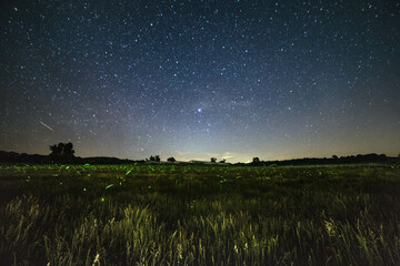 A field filled with fireflies under a starry night sky