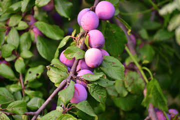 Many ripe plums on a tree branch in the garden