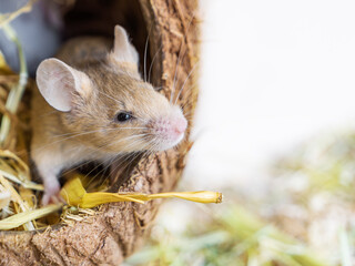 A close-up muzzle of a red satin mouse looks out of a coconut house on a white background with copy...