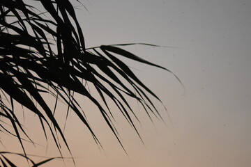 silhouette of a tree