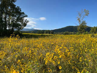 Field of Sunflowers at Cades Cove Smoky Mountains