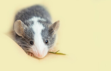 Young gray mouse close-up on a yellow-green background with copy space. A small rodent, a favorite pet among children. Pest of fields and crops