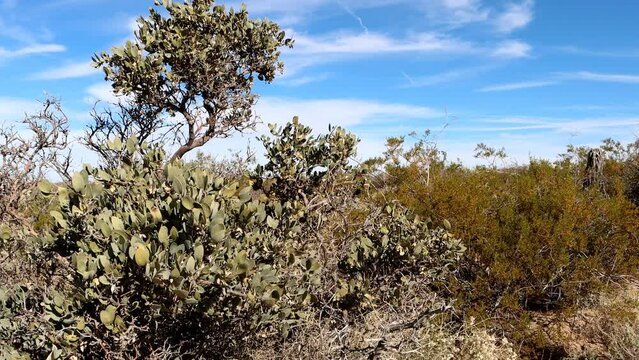Jojoba, Simmondsia Chinensis, a native perennial dioecious shrub, with age develops a higher canopy and shade pruned lower branches, late Autumn in the Eagle Mountains, Northwest Sonoran Desert.