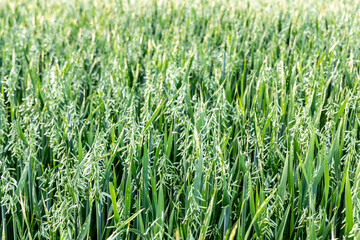 Young green oats on the field