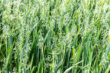Young green oats on the field
