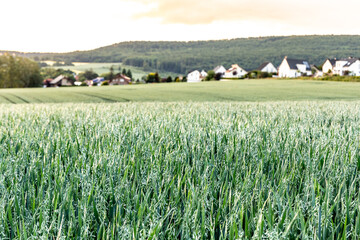 Rural landscape with a field of oats in the foreground