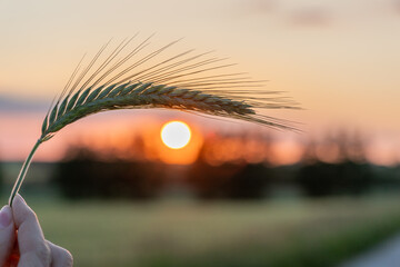 Majestic sunset over a wheat field, wheat ears close up under sunshine at sunset