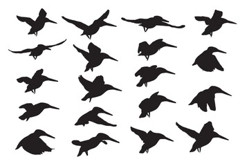 Vector birds modeled on the kingfisher bird. White background. 