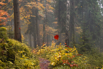 in einem herbstlichen Wald fallen bunte Blätter von den Bäumen, Dunst im Morgenlicht eines Herbstwaldes
