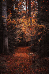 ein Weg durch einen herbstlichen Wald voller bunter Herbstblätter, ein Pfad mit herbstliche...