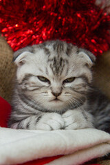 Blue Scottish Fold kitten sits with folded paws and looks at the camera