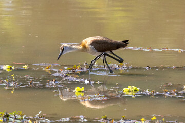 Ein über Schwimmvegetation laufendes junges Blaustirn-Blatthühnchen