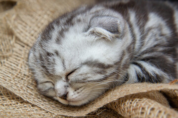 blue Scottish fold kitten sleeping on burlap