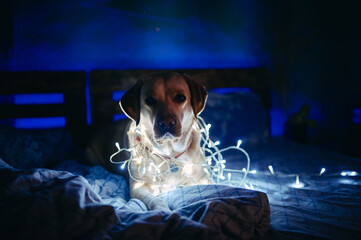 A fawn, white Labrador with a New Year's garland around his neck sits on a sofa in a dark room with neon lighting